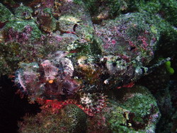 A rarity in the Caribbean !: A scorpionfish captured in Santiago de Cuba